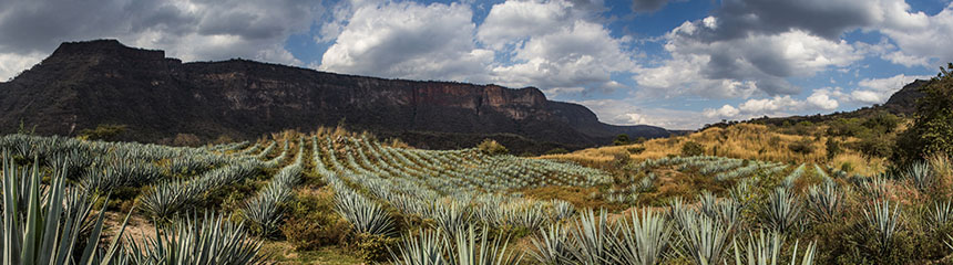 BANDEAU - Agaves BANDEAU - Agaves