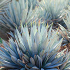 LOGO - Agaves LOGO - Agaves