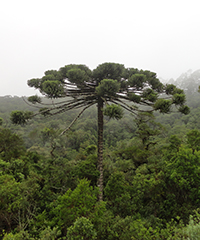 ILLUSTRATION Araucaria_angustifolia ILLUSTRATION Araucaria_angustifolia