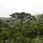 LOGO Araucaria_angustifolia LOGO Araucaria_angustifolia