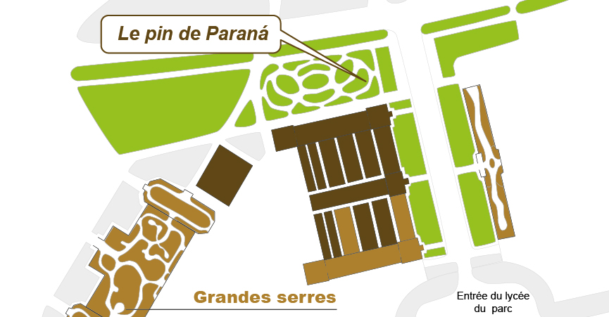 Plan_web Araucaria angustifolia Plan_web Araucaria angustifolia
