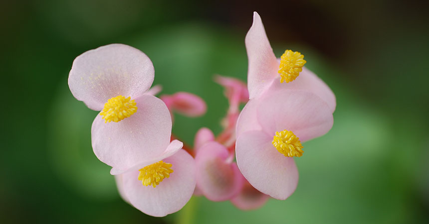 Bandeau Begonia bracteosa.jpg Bandeau Begonia bracteosa.jpg