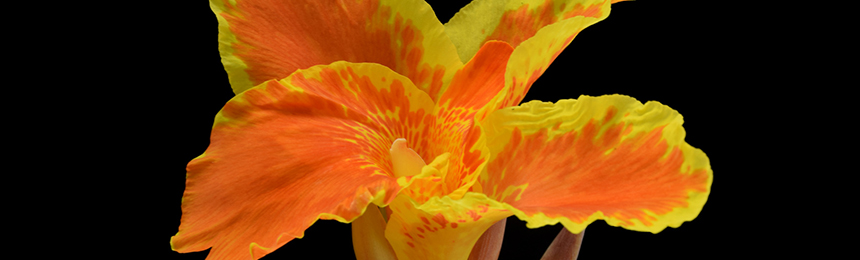 BANDEAU - cannas BANDEAU - cannas