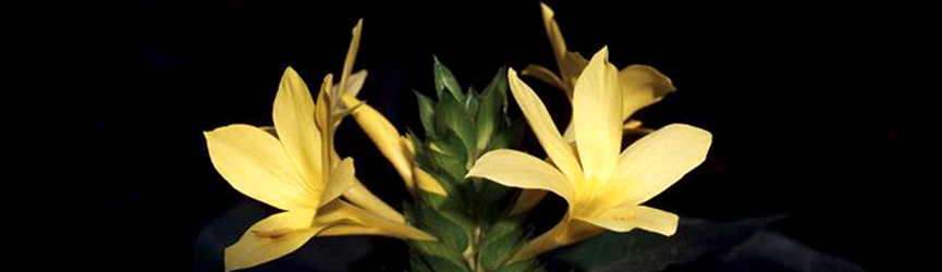 BANDEAU - Barleria oenotheroides BANDEAU - Barleria oenotheroides