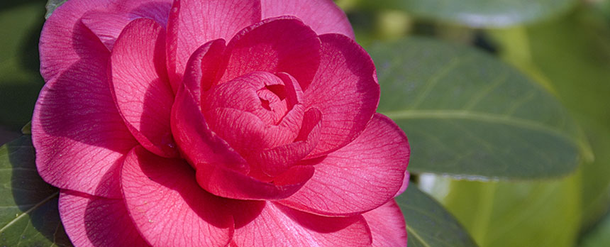 BANDEAU - Camellia BANDEAU - Camellia
