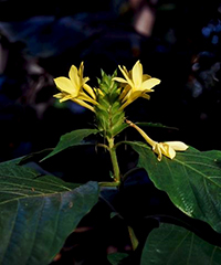 ILLUSTRATION - Barleria ILLUSTRATION - Barleria