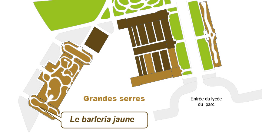 Plan_web - Barleria Plan_web - Barleria