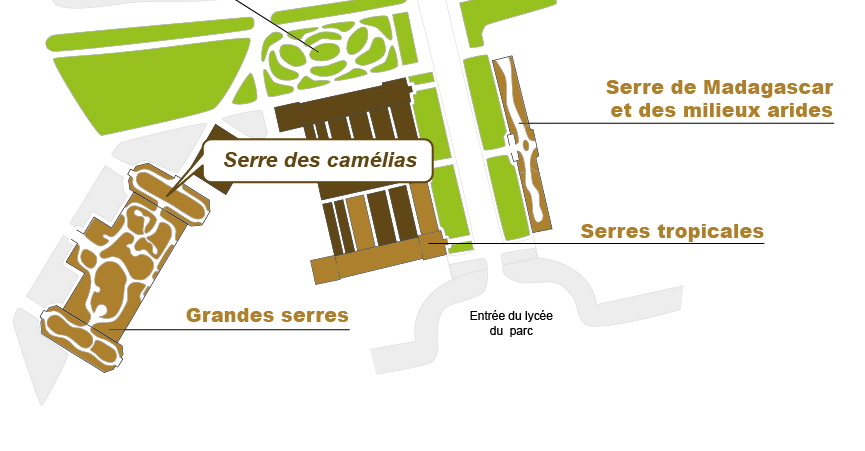 Plan_web - camellia Plan_web - camellia