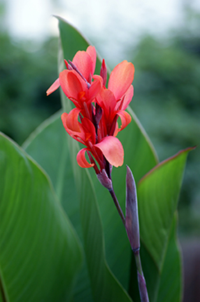 ILLUSTRATION - Canna ILLUSTRATION - Canna
