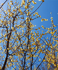 ILLUSTRATION Chimonanthus praecox ILLUSTRATION Chimonanthus praecox