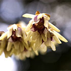 LOGO - chimonanthus praecox LOGO - chimonanthus praecox