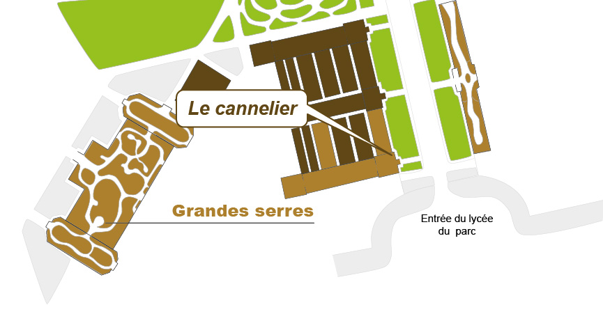 Plan_web_cinnamomum_verum Plan_web_cinnamomum_verum