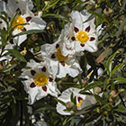LOGO - Cistus ladanifer LOGO - Cistus ladanifer