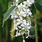 LOGO - Clerodendron LOGO - Clerodendron