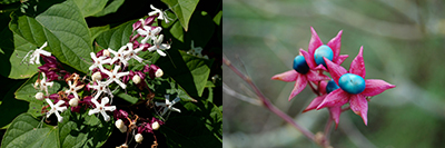 fleurs et fruits_clerodendrum trichotomum fleurs et fruits_clerodendrum trichotomum