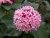 Fleur_bungei Fleur_bungei