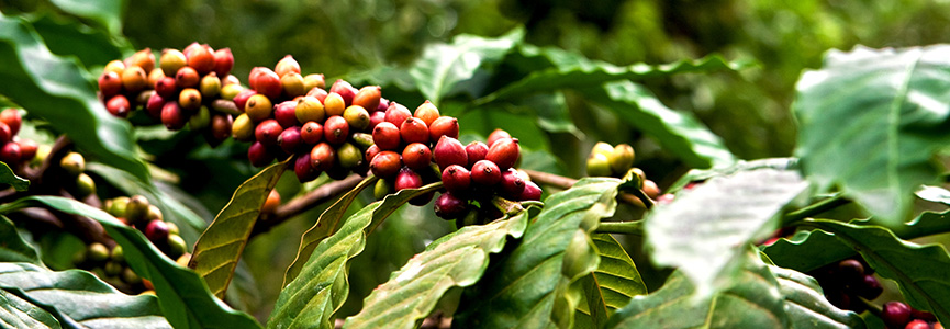 BANDEAU - Coffea arabica BANDEAU - Coffea arabica