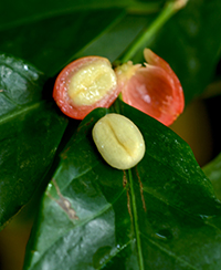 ILLUSTRATION - Coffea arabica ILLUSTRATION - Coffea arabica