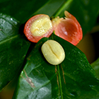 LOGO - Coffea arabica LOGO - Coffea arabica