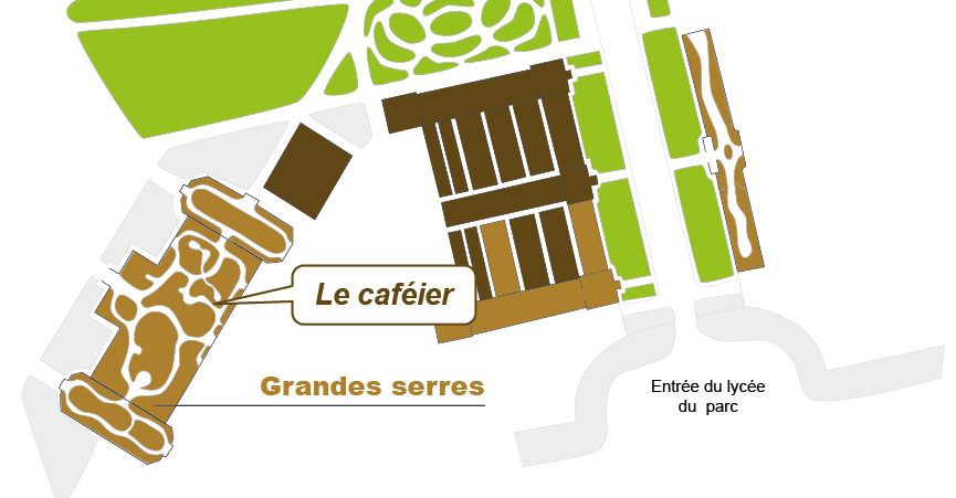 Plan_web_coffea_arabica Plan_web_coffea_arabica