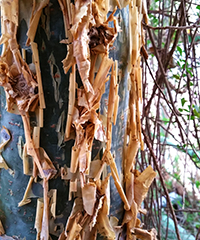 ILLUSTRATION_commiphora_humbertii ILLUSTRATION_commiphora_humbertii