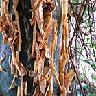LOGO_commiphora_humbertii LOGO_commiphora_humbertii