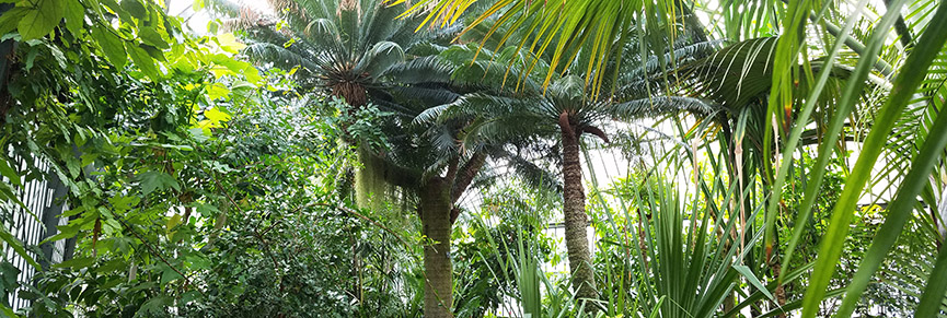BANDEAU_Cycas thouarsii BANDEAU_Cycas thouarsii