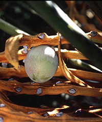 ILLUSTRATION - Cycas thouarsii ILLUSTRATION - Cycas thouarsii