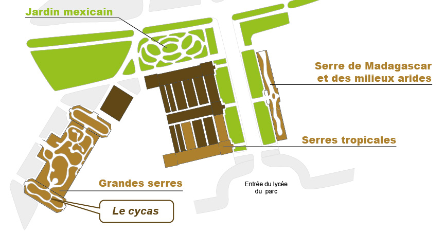 Plan_web - CYCAS THOUARSII Plan_web - CYCAS THOUARSII