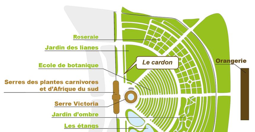 Plan_web - CYNARA CARDUNCULUS Plan_web - CYNARA CARDUNCULUS