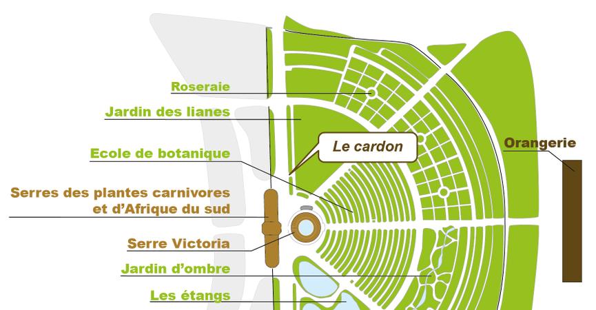 Plan_web - CYNARA CARDUNCULUS Plan_web - CYNARA CARDUNCULUS