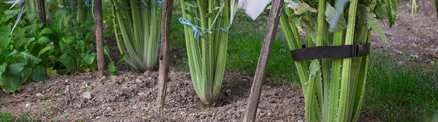 BANDEAU - Cynara cardunculus - © Adobe stock L.Bouvier BANDEAU - Cynara cardunculus - © Adobe stock L.Bouvier