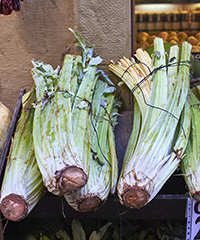 ILLUSTRATION - Cynara cardunculus - © Adobe stock - Álvaro Germán Vilela ILLUSTRATION - Cynara cardunculus - © Adobe stock - Álvaro Germán Vilela