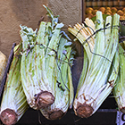 LOGO - Cynara cardunculus - © Adobe stock - Álvaro Germán Vilela LOGO - Cynara cardunculus - © Adobe stock - Álvaro Germán Vilela