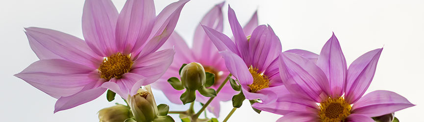 Bandeau Dahlia imperialis Bandeau Dahlia imperialis