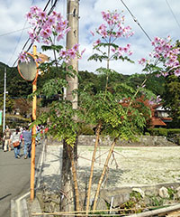 Illustration Dahlia imperialis Illustration Dahlia imperialis