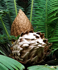 ILLUSTRATION - Dioon mejiae.jpg ILLUSTRATION - Dioon mejiae.jpg