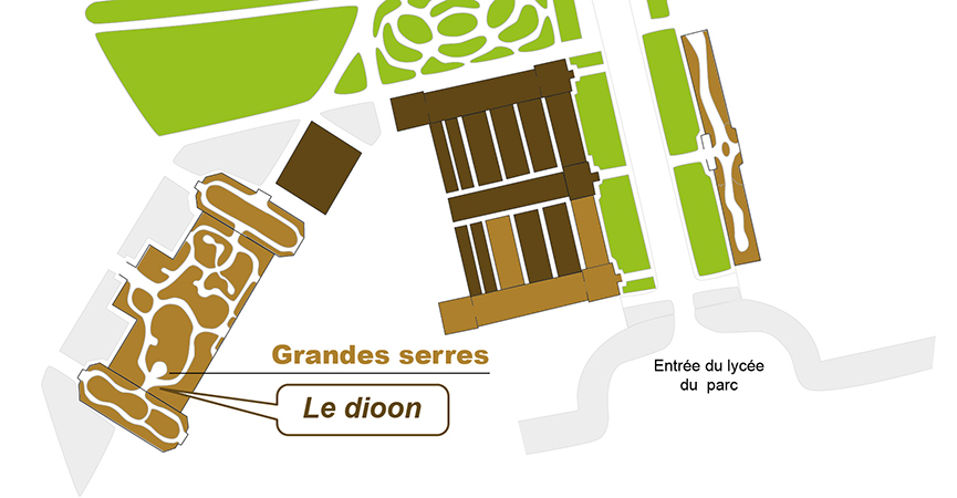 Plan_web- Dioon mejiae-01.jpg Plan_web- Dioon mejiae-01.jpg