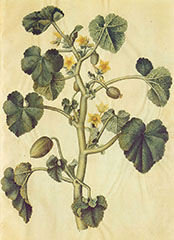ILLUSTRATION - ecballium_elaterium ILLUSTRATION - ecballium_elaterium
