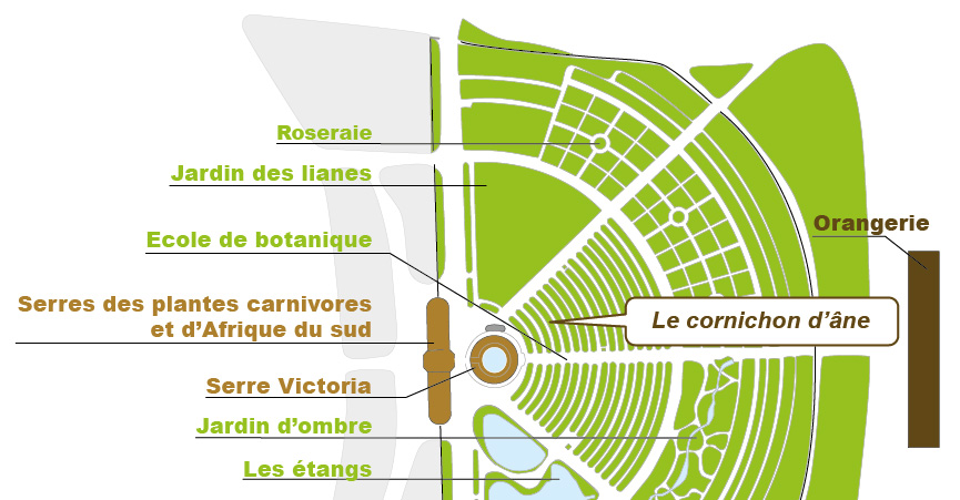 Plan_web - Ecballium elaterium Plan_web - Ecballium elaterium