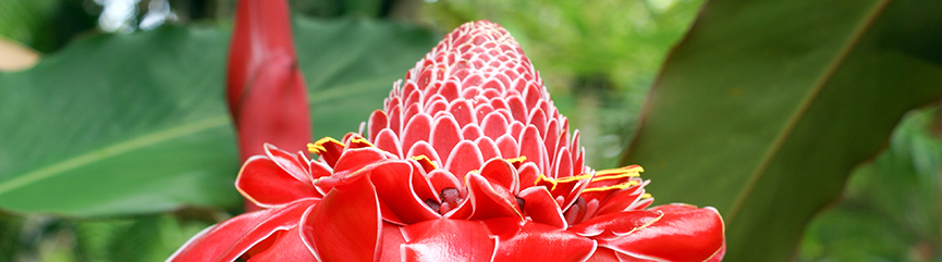 Bandeau Etlingera elatior Bandeau Etlingera elatior