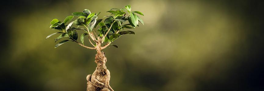 BANDEAU - Ficus microcarpa ©Adobestock - wstockstudio BANDEAU - Ficus microcarpa ©Adobestock - wstockstudio