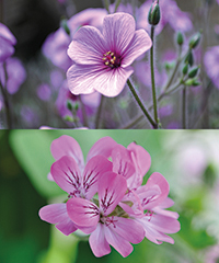 Illustration - geranium vs pelargonium Illustration - geranium vs pelargonium