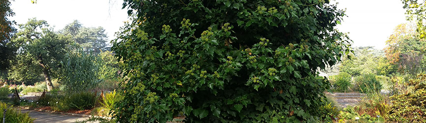 BANDEAU - Hedera helix BANDEAU - Hedera helix