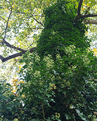 ILLUSTRATION - Hedera helix ILLUSTRATION - Hedera helix