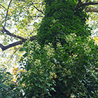 LOGO - Hedera helix LOGO - Hedera helix