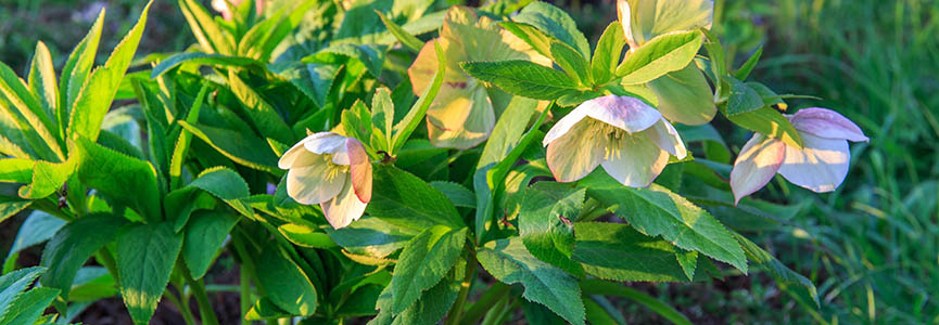 BANDEAU - Helleborus sp. © Adobe stock - Olga Ionina.jpg BANDEAU - Helleborus sp. © Adobe stock - Olga Ionina.jpg