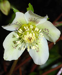 ILLUSTRATION - Helleborus orientalis subsp.guttatus © D. Scherberich.jpg ILLUSTRATION - Helleborus orientalis subsp.guttatus © D. Scherberich.jpg