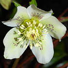 LOGO - Helleborus orientalis subsp.guttatus © D. Scherberich.jpg LOGO - Helleborus orientalis subsp.guttatus © D. Scherberich.jpg