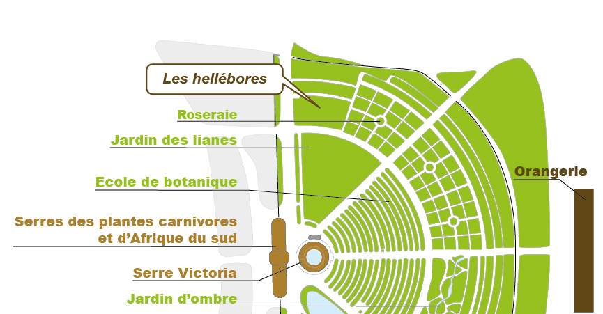 Plan_web - HELLEBORUS SPP Plan_web - HELLEBORUS SPP